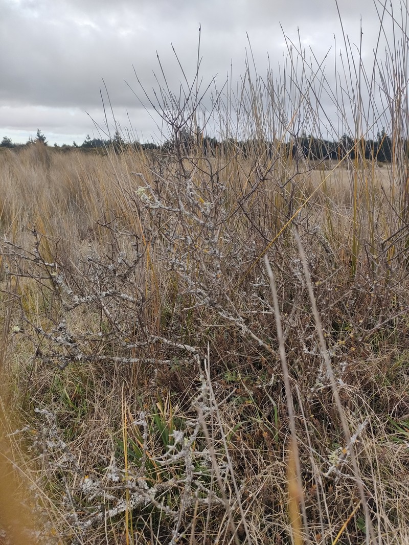 Olearia adenocarpa