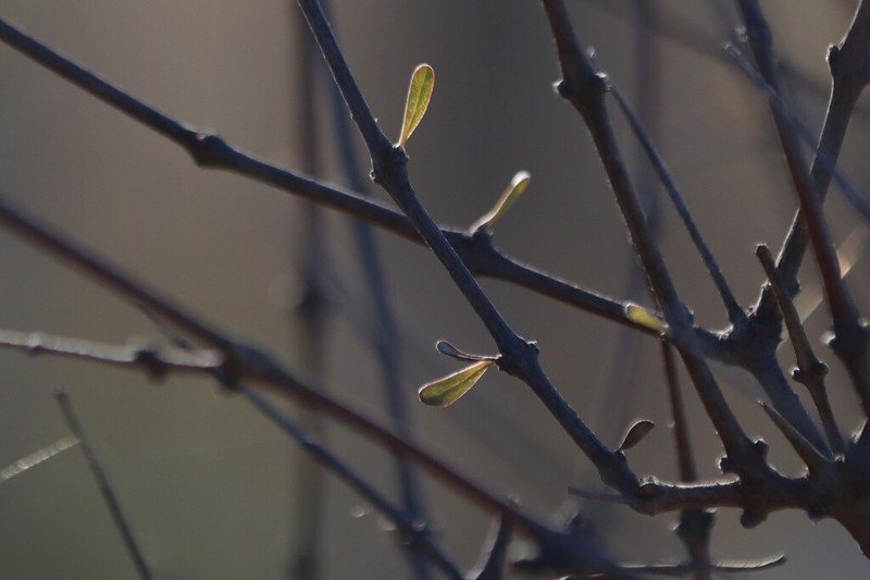 Olearia adenocarpa photo 3