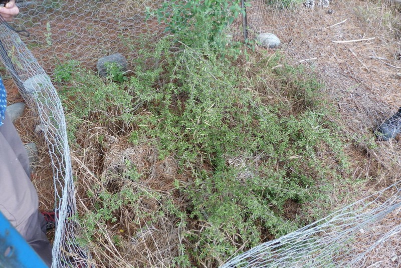Olearia adenocarpa photo 4