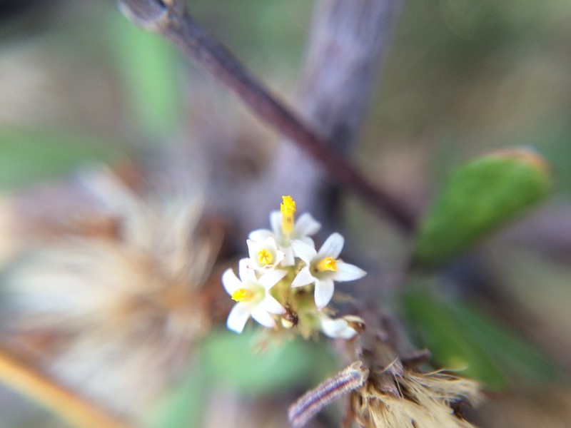 Olearia adenocarpa photo 5