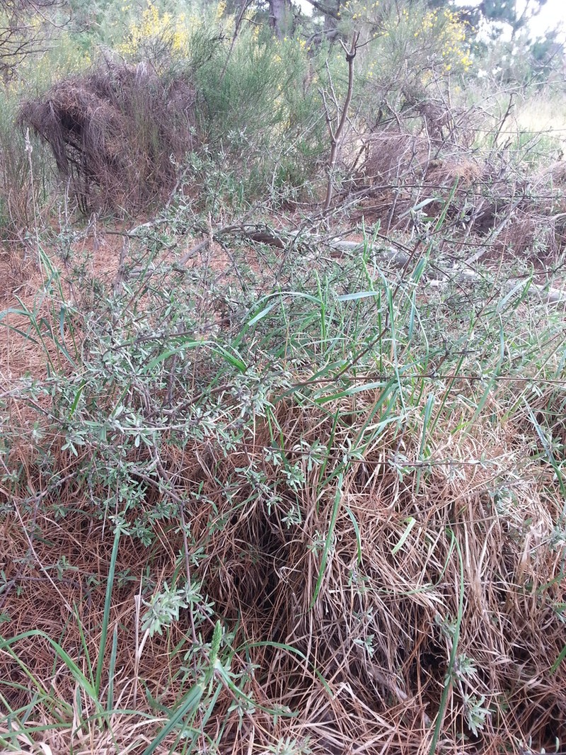 Olearia adenocarpa photo 7