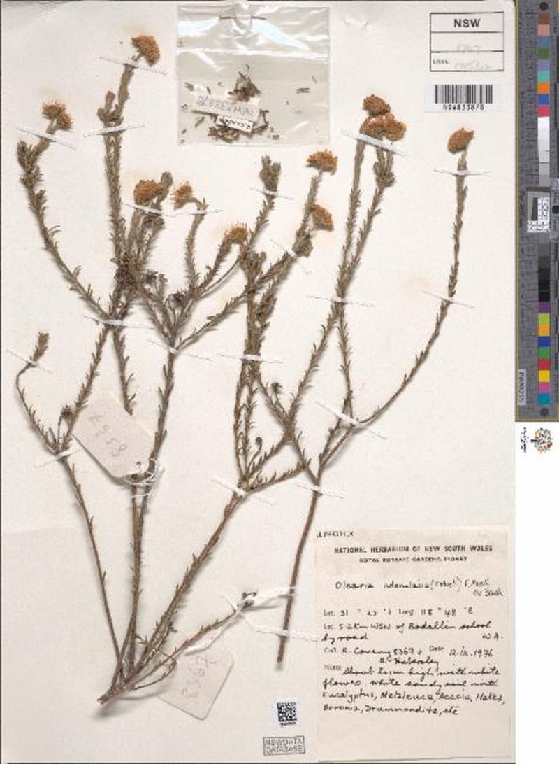 Olearia adenolasia