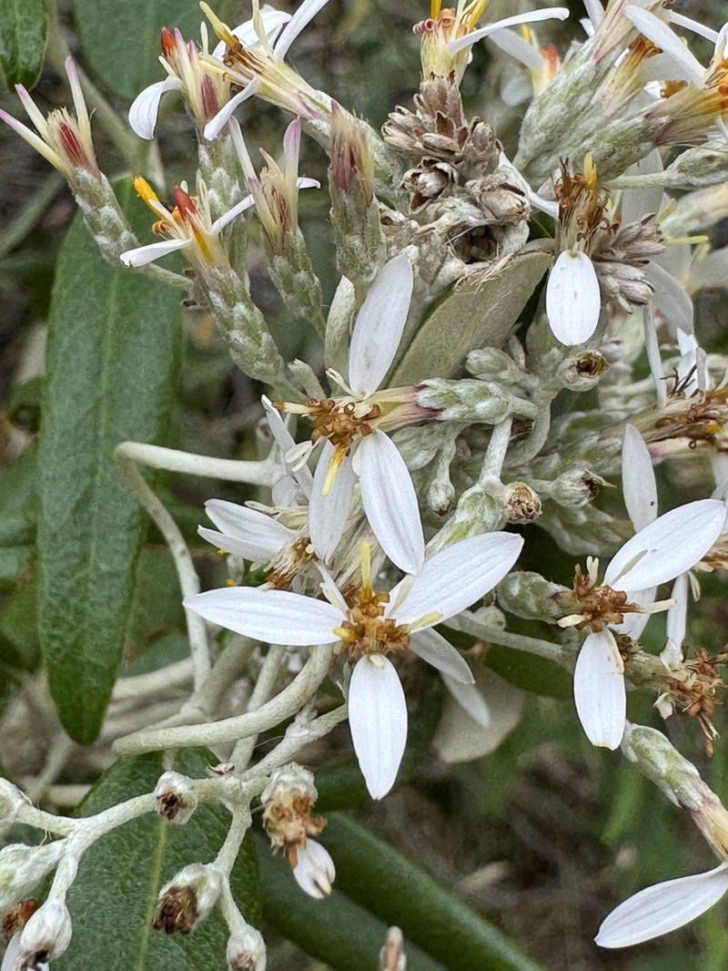 Olearia aglossa