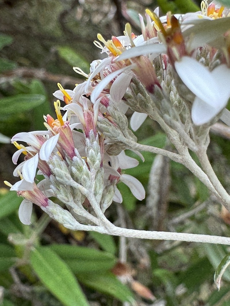Olearia aglossa photo 2