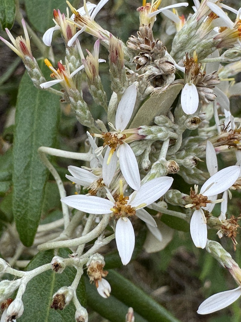Olearia aglossa photo 4