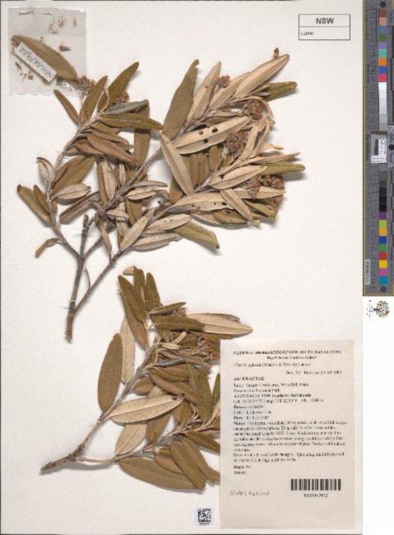 Olearia aglossa photo 5