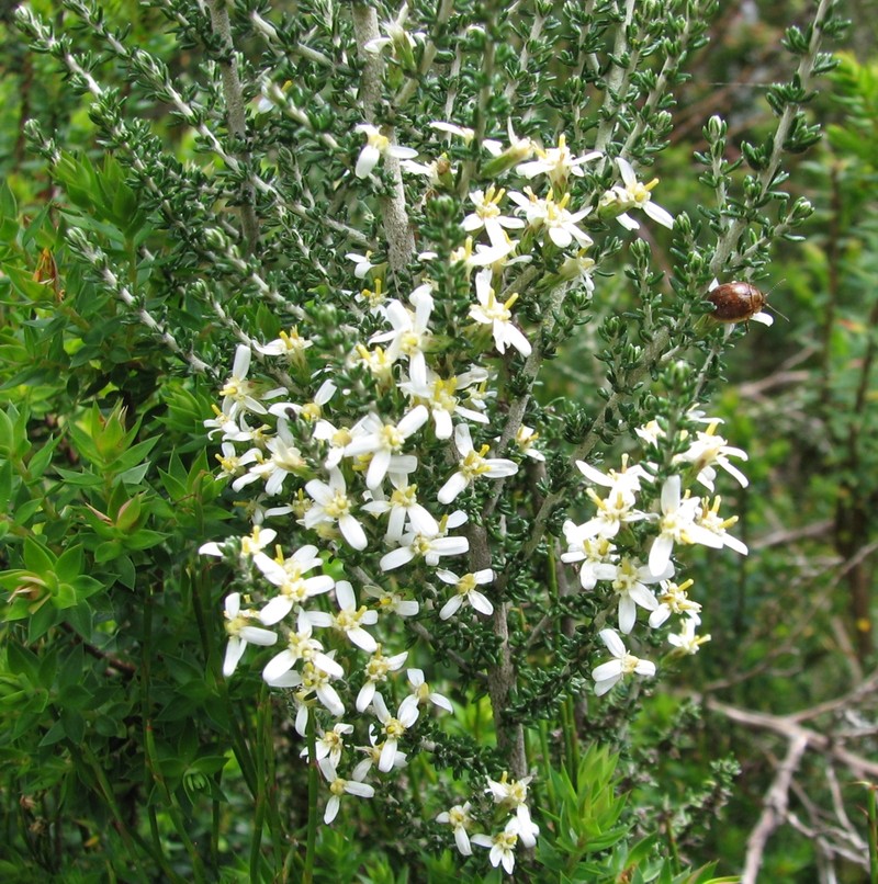 Olearia algida