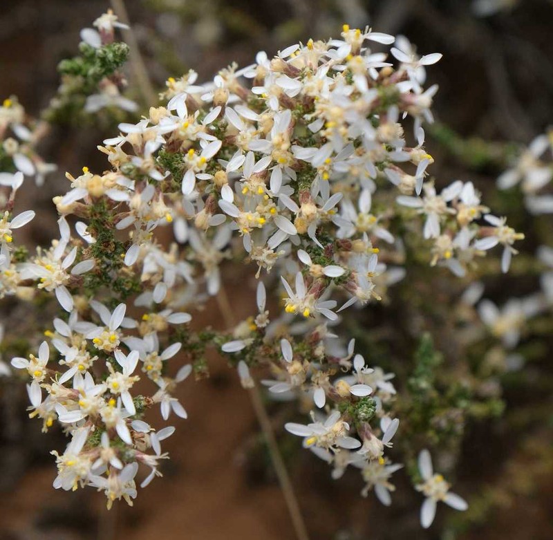 Olearia algida photo 2