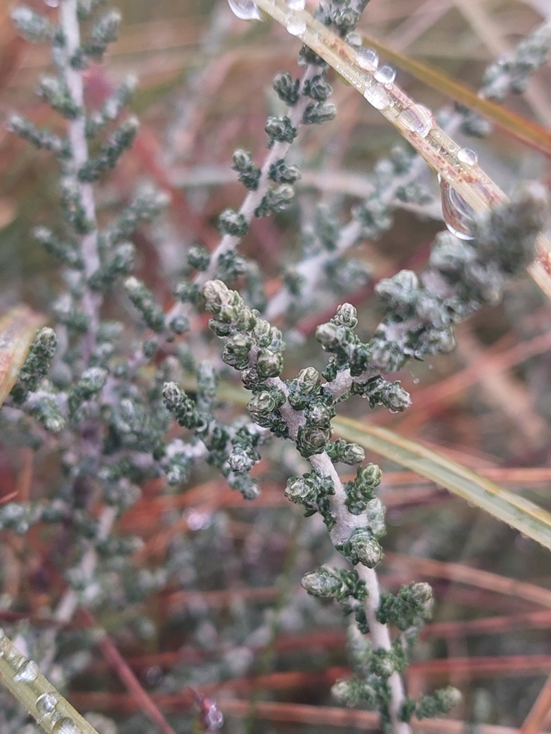 Olearia algida photo 3