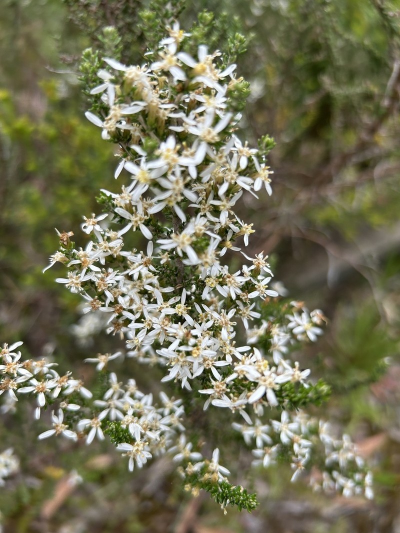 Olearia algida photo 4