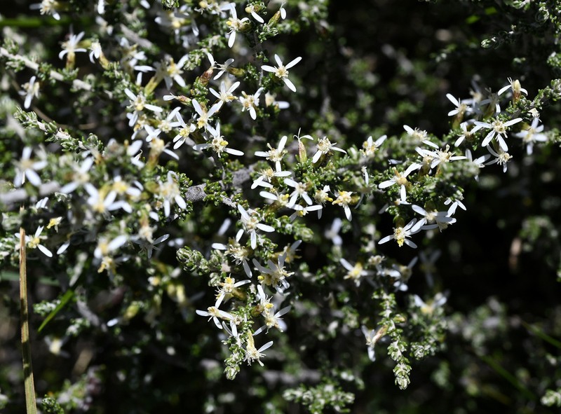 Olearia algida photo 5
