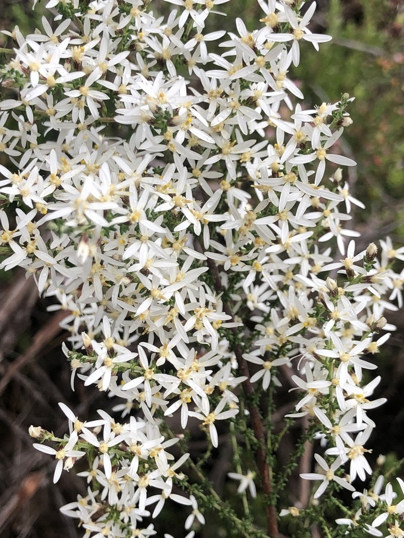 Olearia algida photo 6