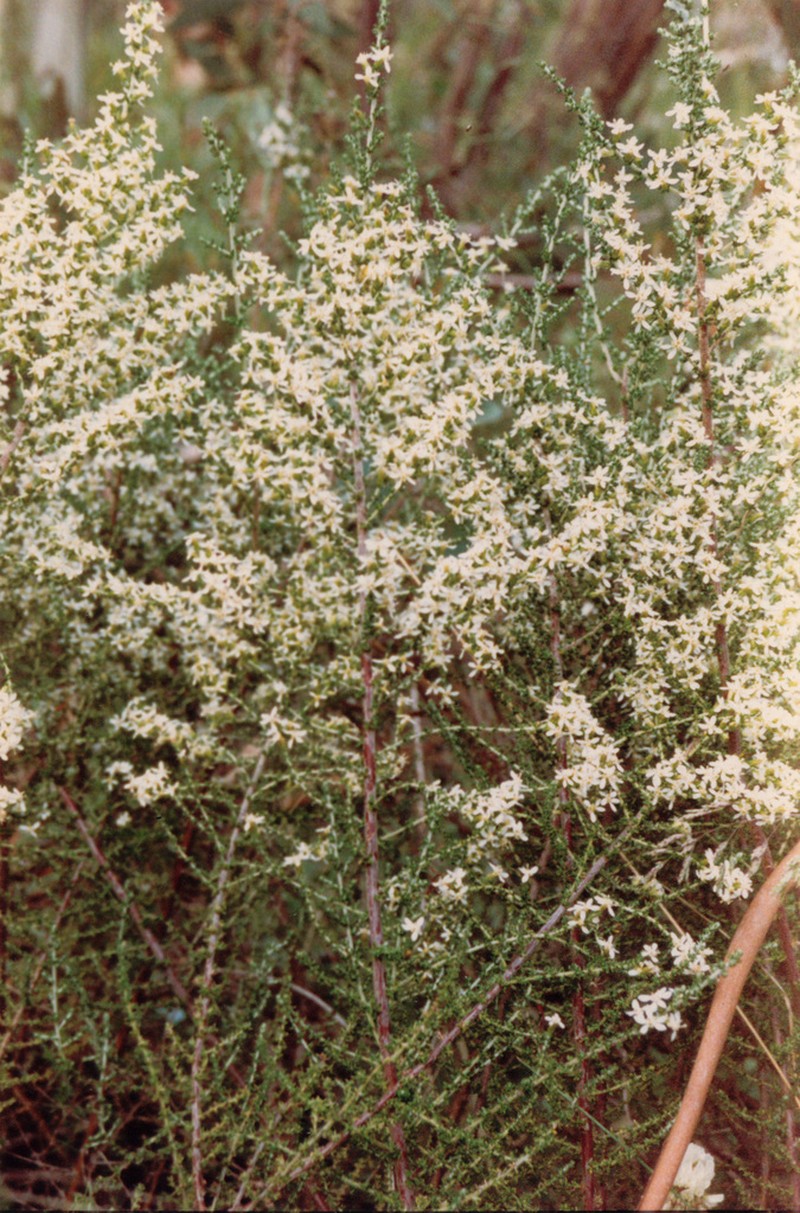 Olearia algida photo 7