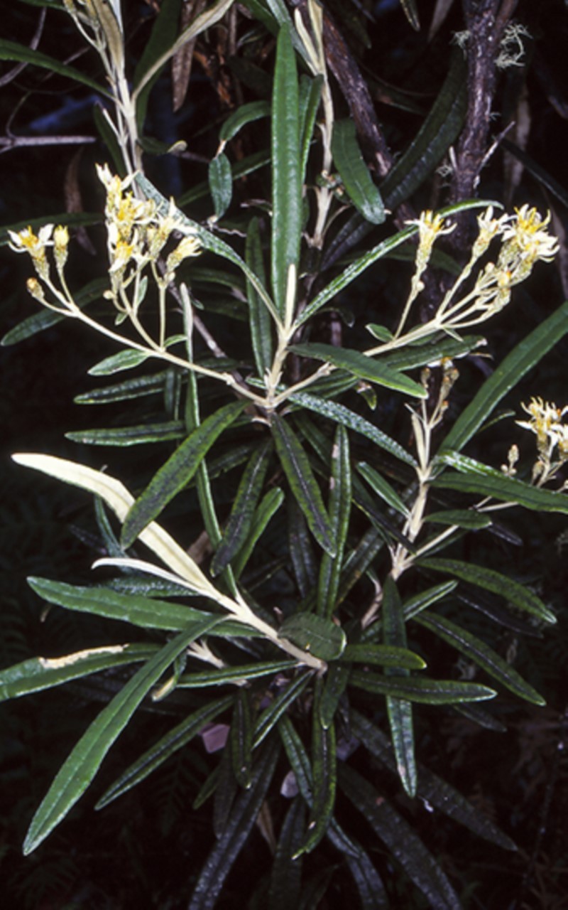 Olearia alpicola