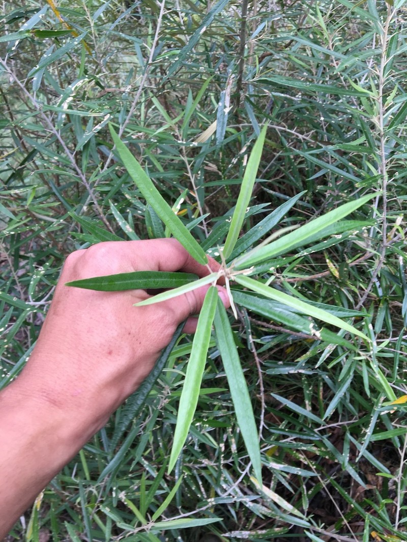 Olearia alpicola photo 2
