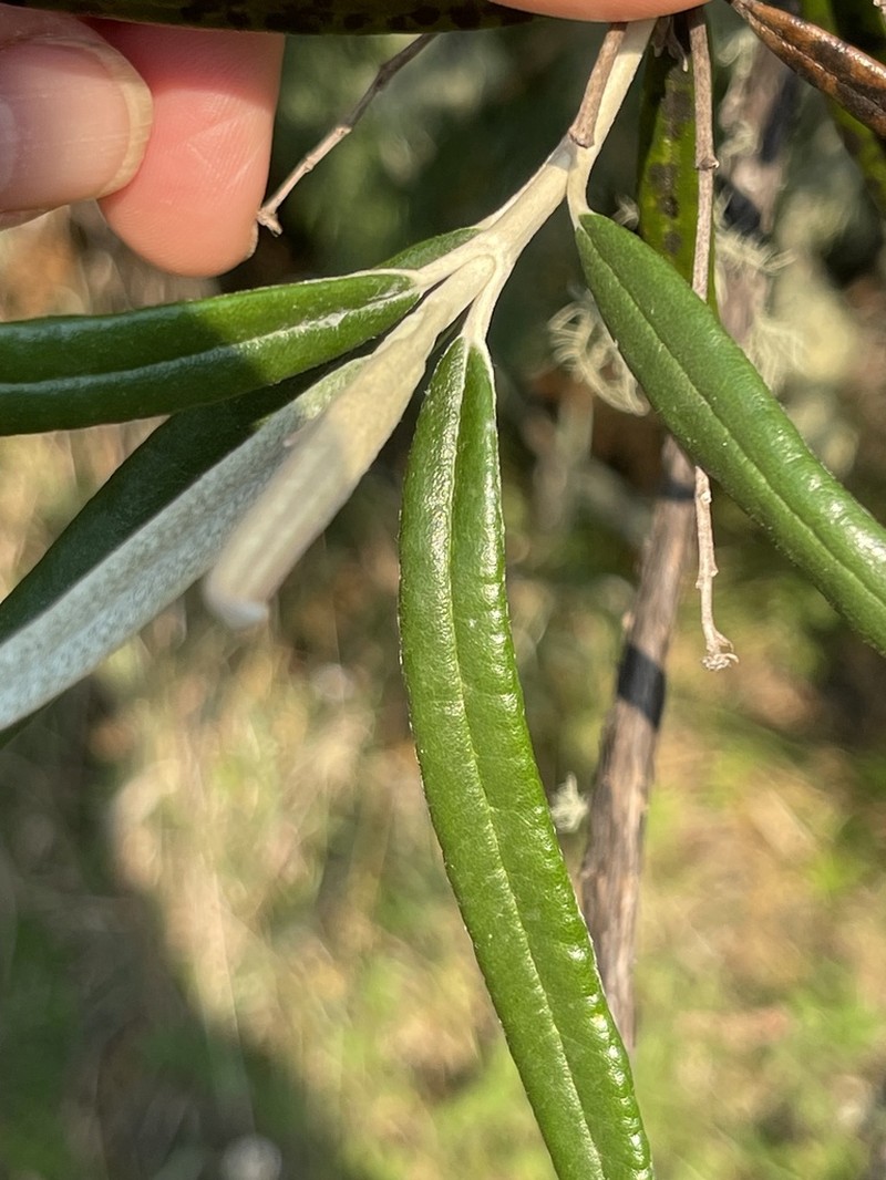 Olearia alpicola photo 3