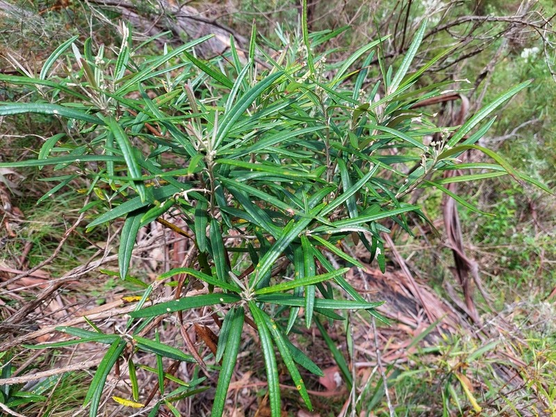 Olearia alpicola photo 4