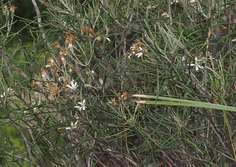 Olearia alpicola photo 5