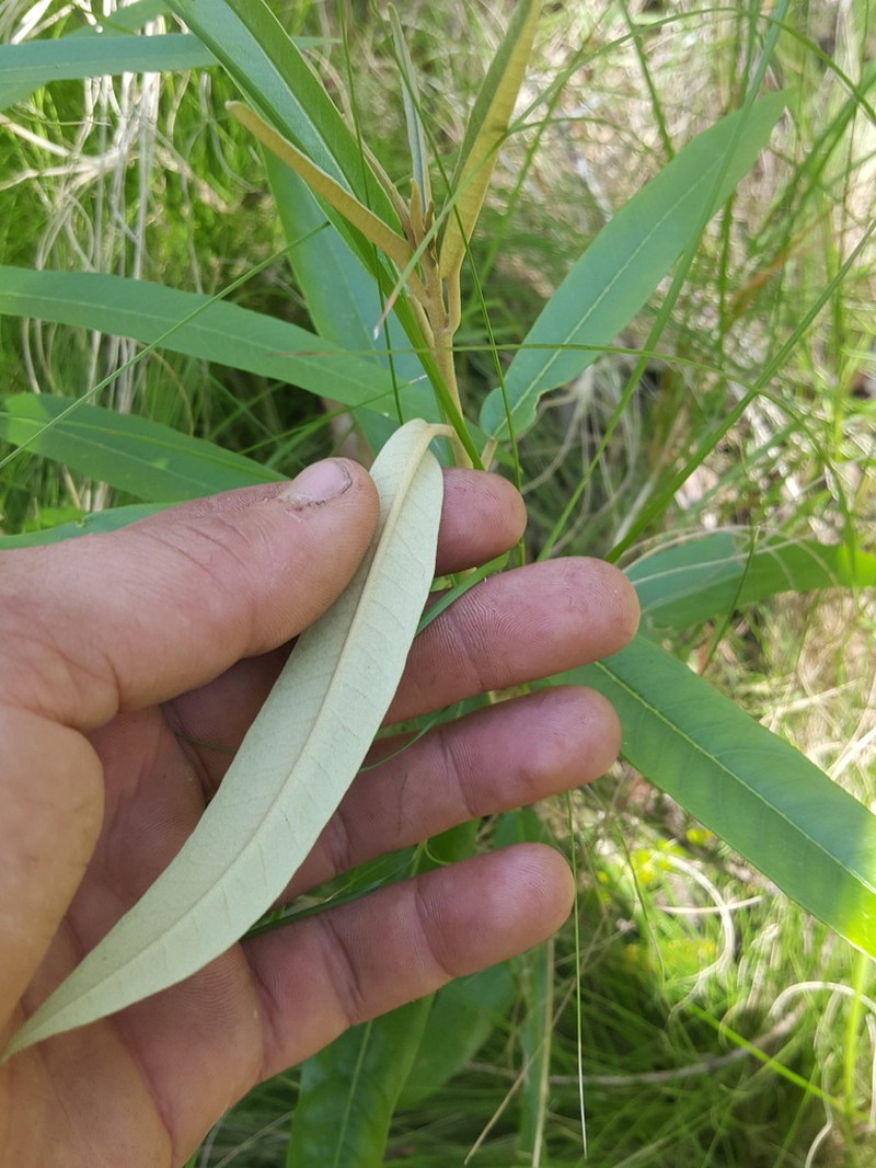 Olearia alpicola photo 6