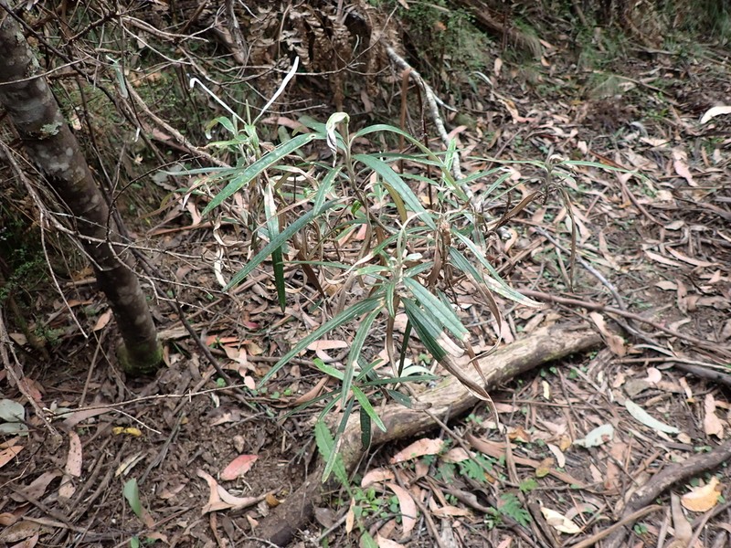 Olearia alpicola photo 7