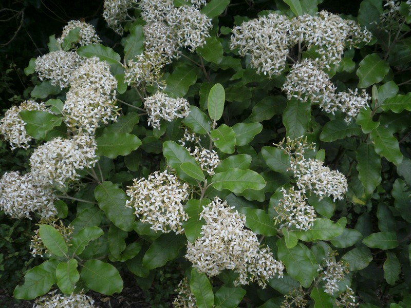 Olearia angulata