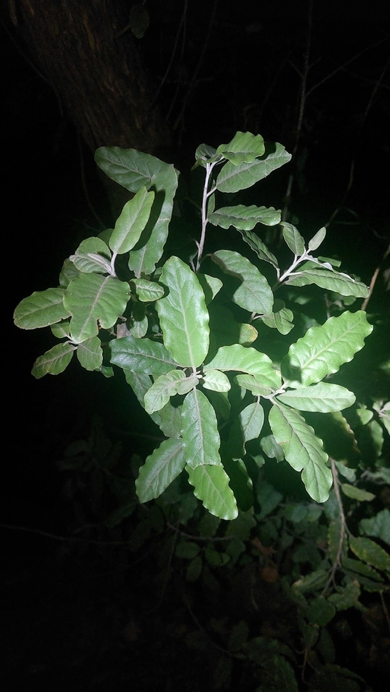 Olearia angulata photo 2