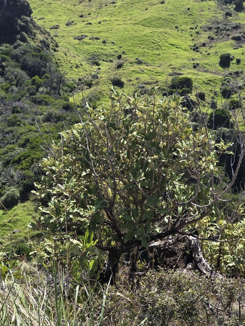 Olearia angulata photo 3