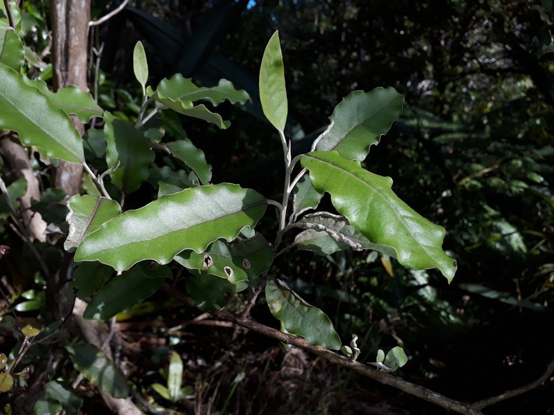 Olearia angulata photo 4