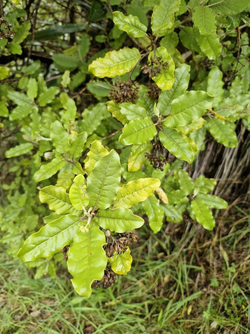 Olearia angulata photo 5