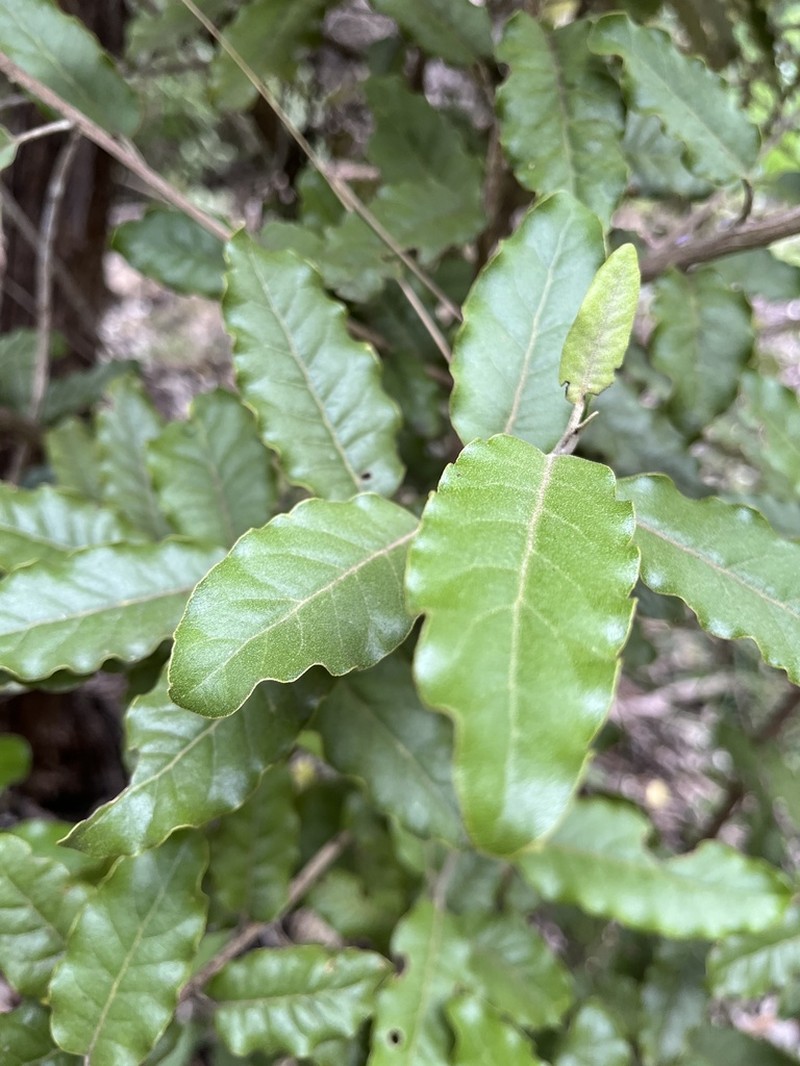 Olearia angulata photo 6