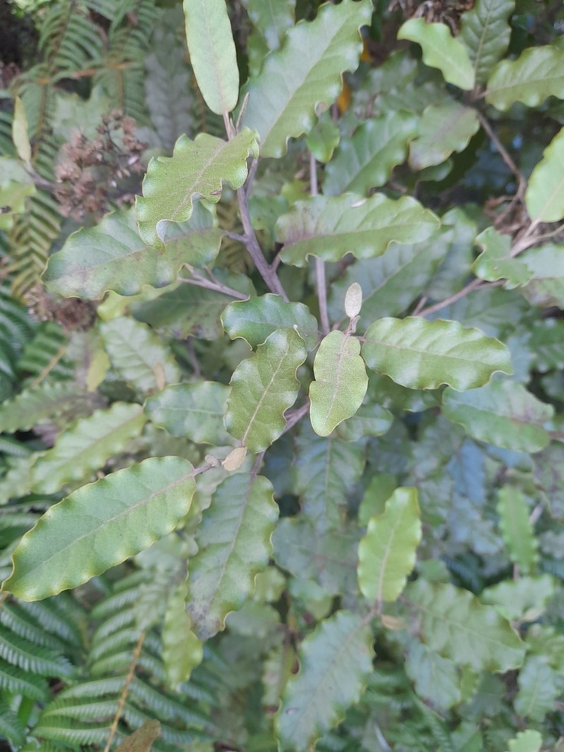 Olearia angulata photo 7