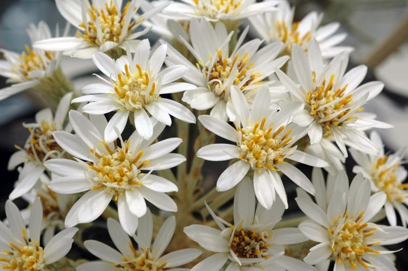 Olearia archeri