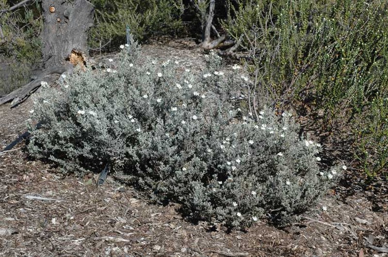 Olearia archeri photo 2