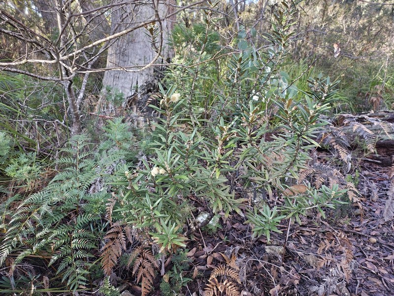 Olearia archeri photo 3