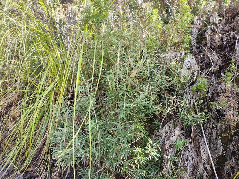 Olearia archeri photo 4