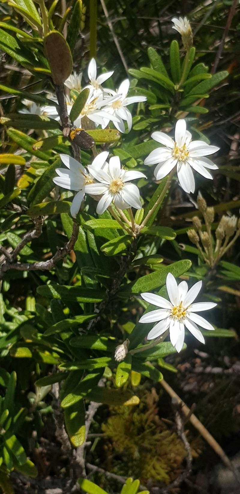 Olearia archeri photo 5