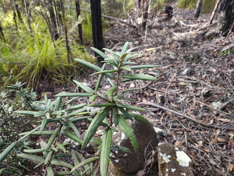 Olearia archeri photo 6
