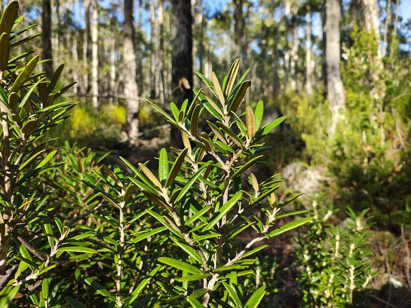 Olearia archeri photo 7