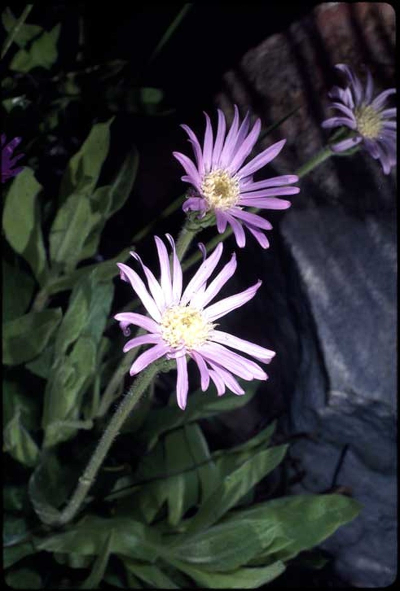 Olearia arguta