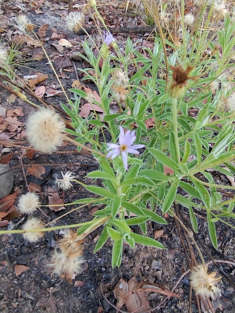 Olearia arguta photo 2