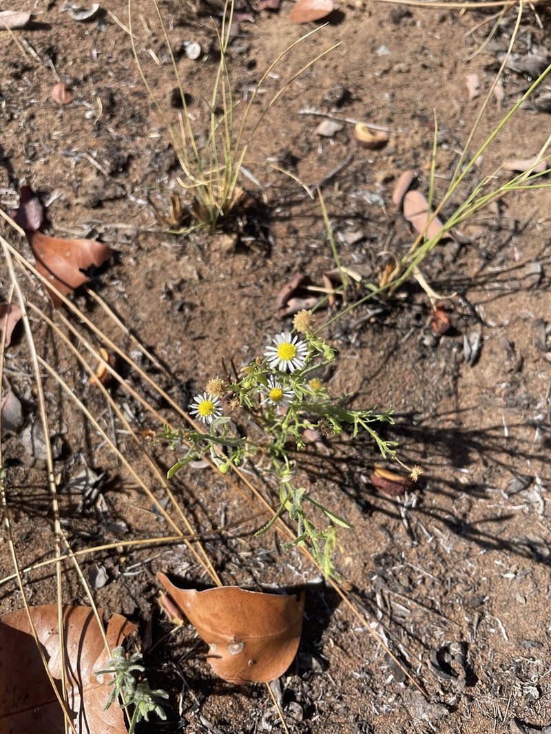 Olearia arguta photo 4