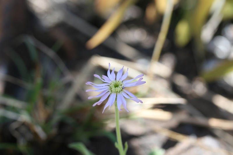 Olearia arguta photo 5