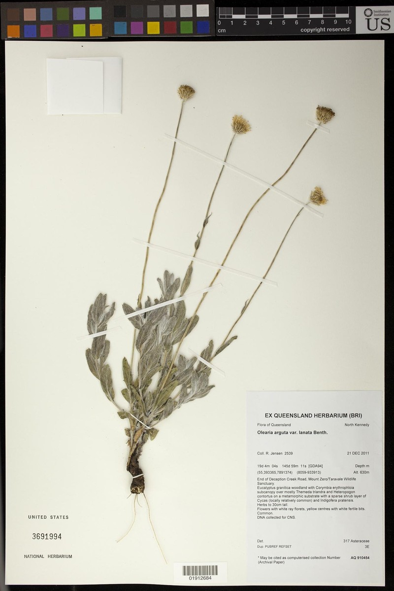 Olearia arguta photo 6