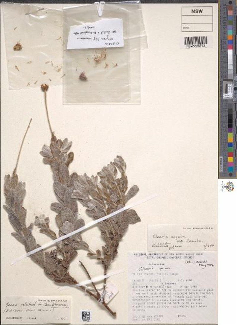 Olearia arguta photo 7