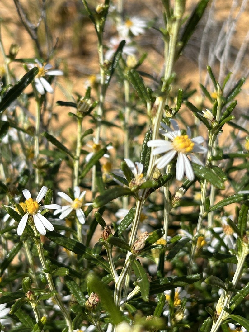 Olearia arida