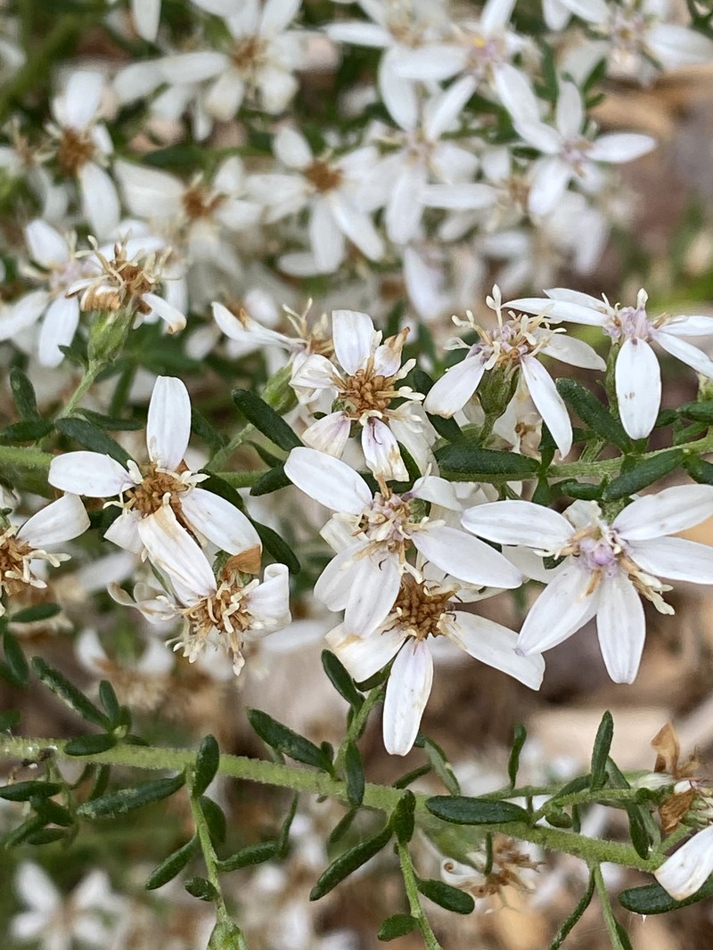Olearia asterotricha photo 2