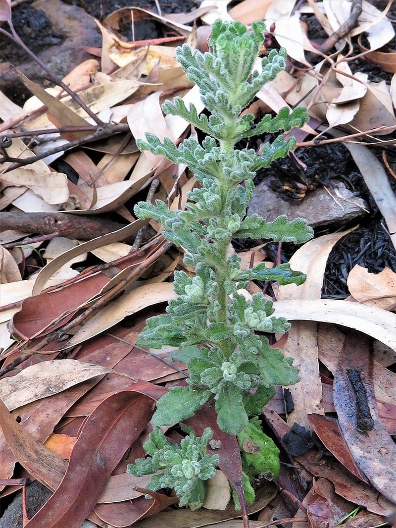 Olearia asterotricha photo 3