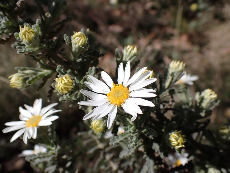 Olearia asterotricha photo 4