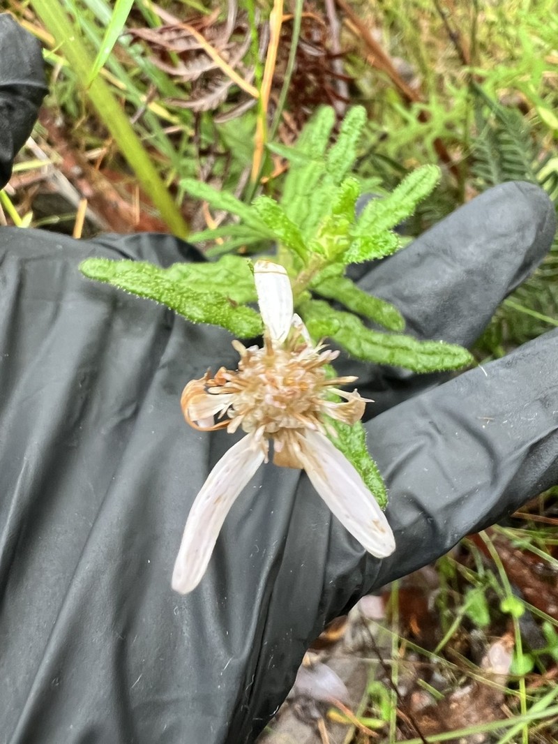Olearia asterotricha photo 5