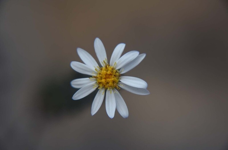 Olearia asterotricha photo 6